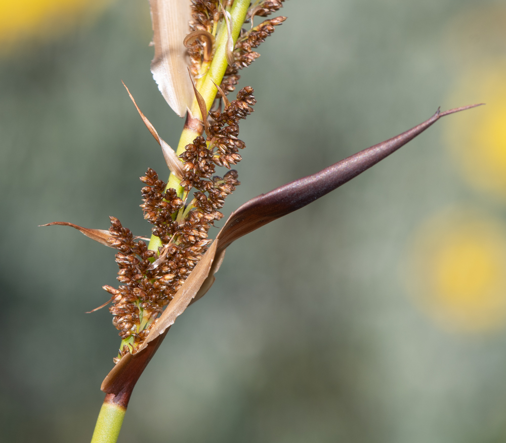 Image of Elegia equisetacea specimen.