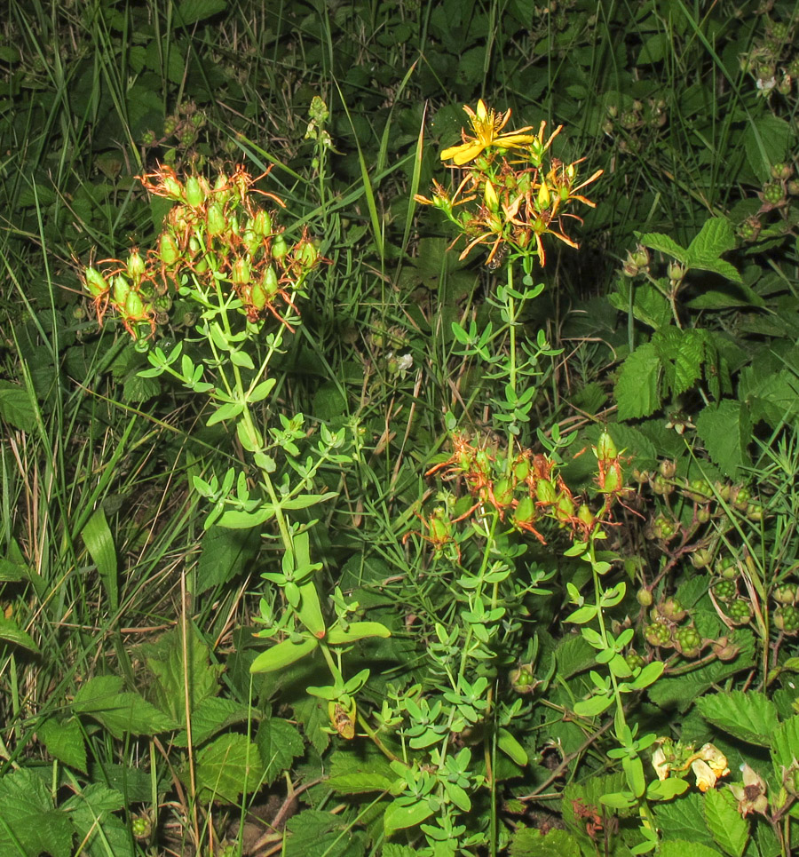 Image of Hypericum perforatum specimen.