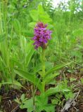 genus Dactylorhiza