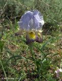 Iris camillae. Цветущее растение. Азербайджан, Таузский р-н, овраги в долине р. Таузчай. 17.04.2010.