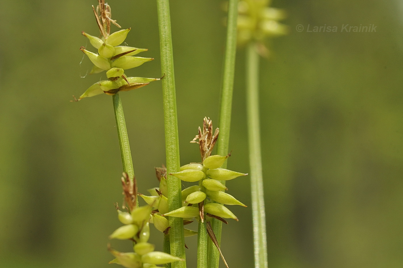 Изображение особи Carex uda.