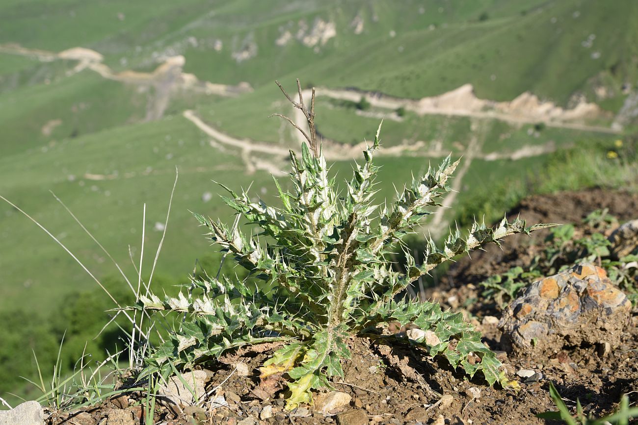 Изображение особи семейство Asteraceae.