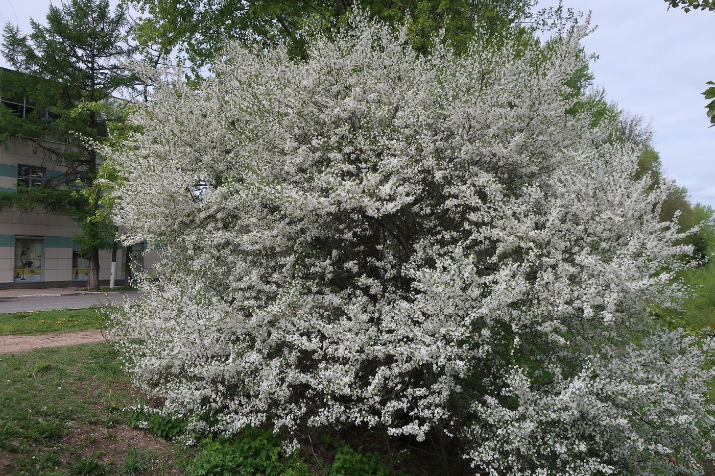 Изображение особи род Prunus.