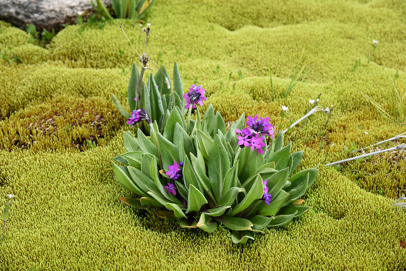 Изображение особи Primula turkestanica.