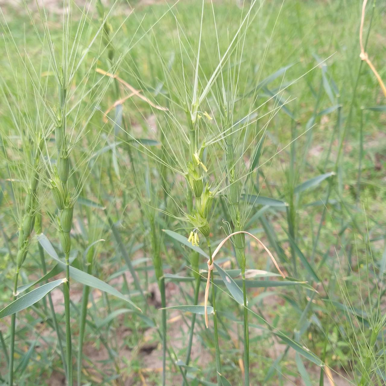 Image of Aegilops triuncialis specimen.