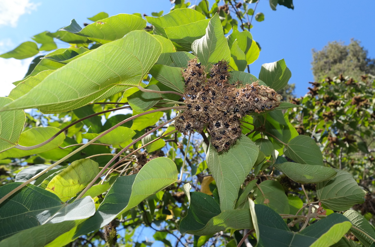 Изображение особи Mallotus japonicus.