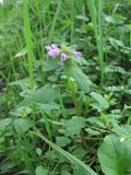 Lamium purpureum. Верхушка цветущего растения. Краснодарский край, Сочи, Лазаревский р-н, окр. ст. Уч-Дере, близ ж. д. 20.12.2022.