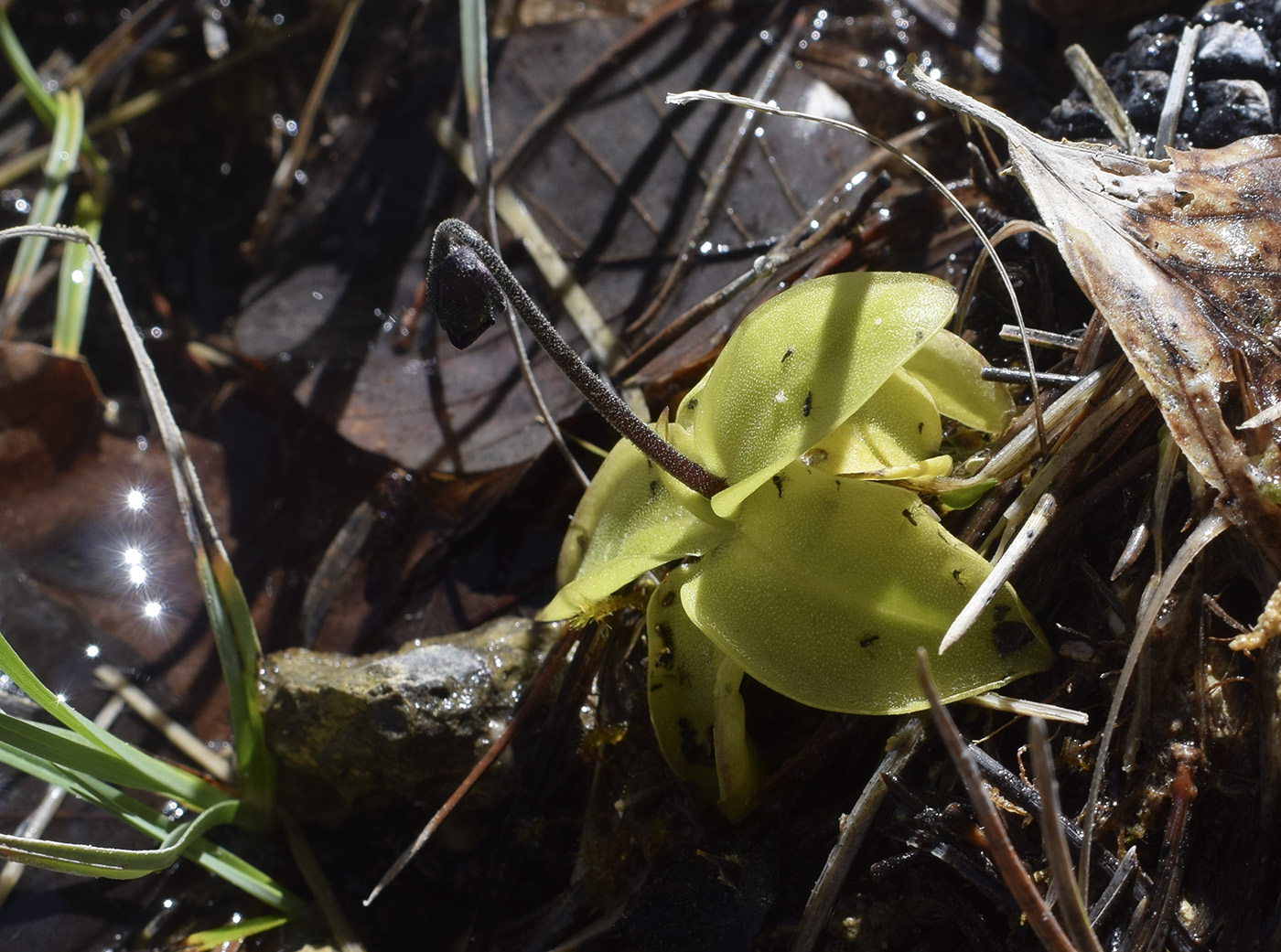 Image of Pinguicula vulgaris specimen.