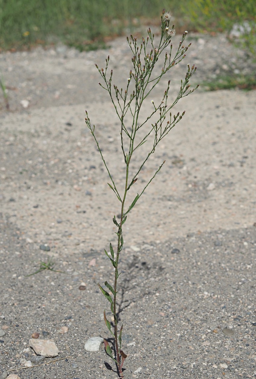 Image of Symphyotrichum subulatum var. squamatum specimen.