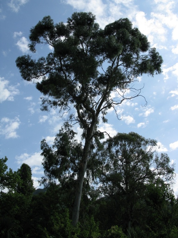 Image of Eucalyptus viminalis specimen.