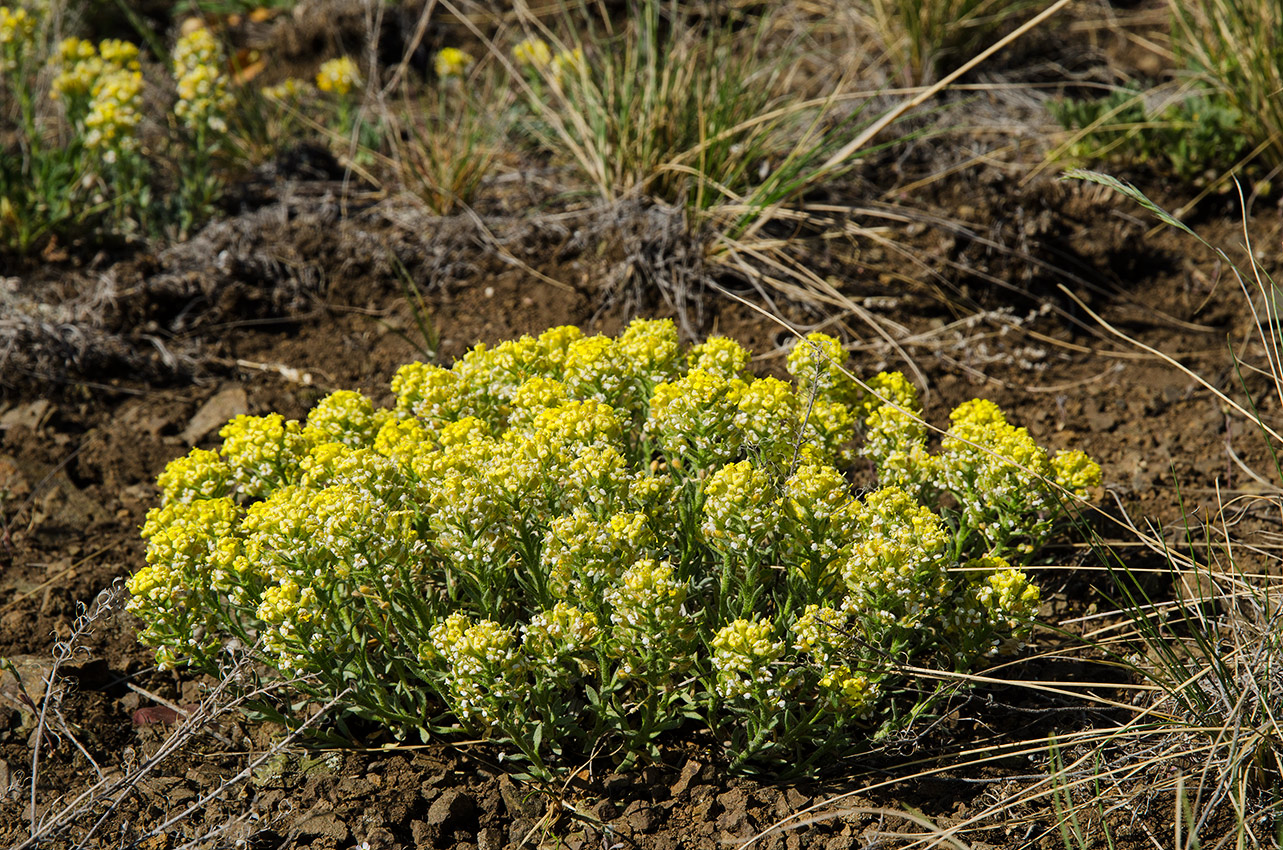 Изображение особи Alyssum lenense.