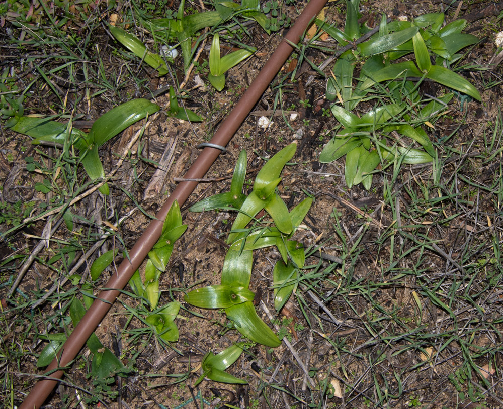 Image of Ornithogalum dubium specimen.