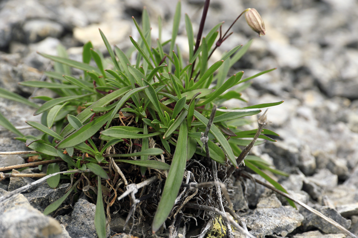 Изображение особи Silene chamarensis.