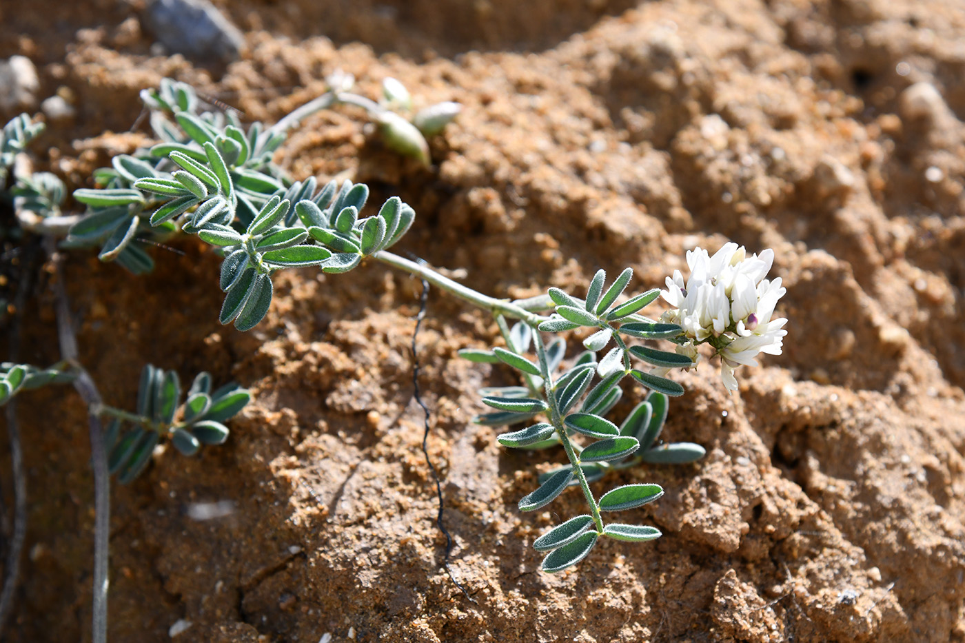 Изображение особи Astragalus olchonensis.