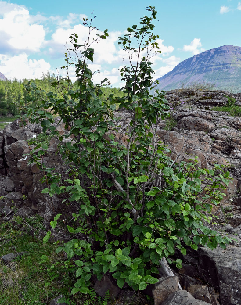 Изображение особи Duschekia fruticosa.