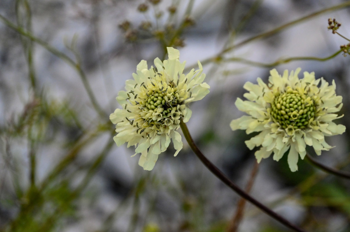 Image of Cephalaria gigantea specimen.