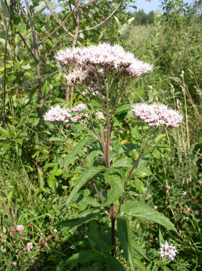 Image of Eupatorium cannabinum specimen.