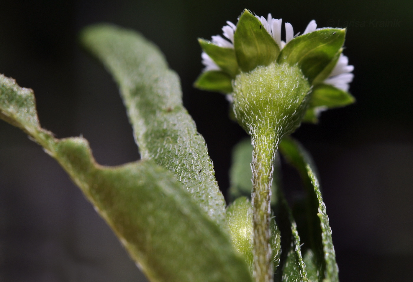 Image of Eclipta prostrata specimen.