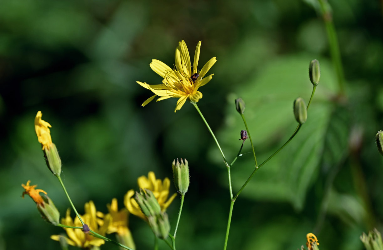 Image of Lapsana grandiflora specimen.