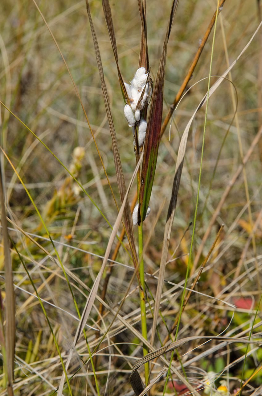 Изображение особи семейство Poaceae.