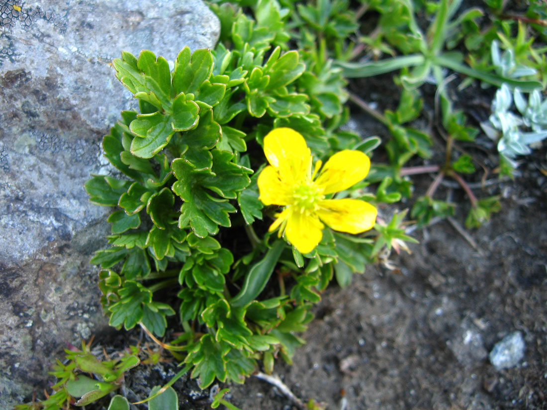 Image of Ranunculus brachylobus specimen.