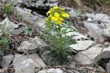 Erysimum callicarpum