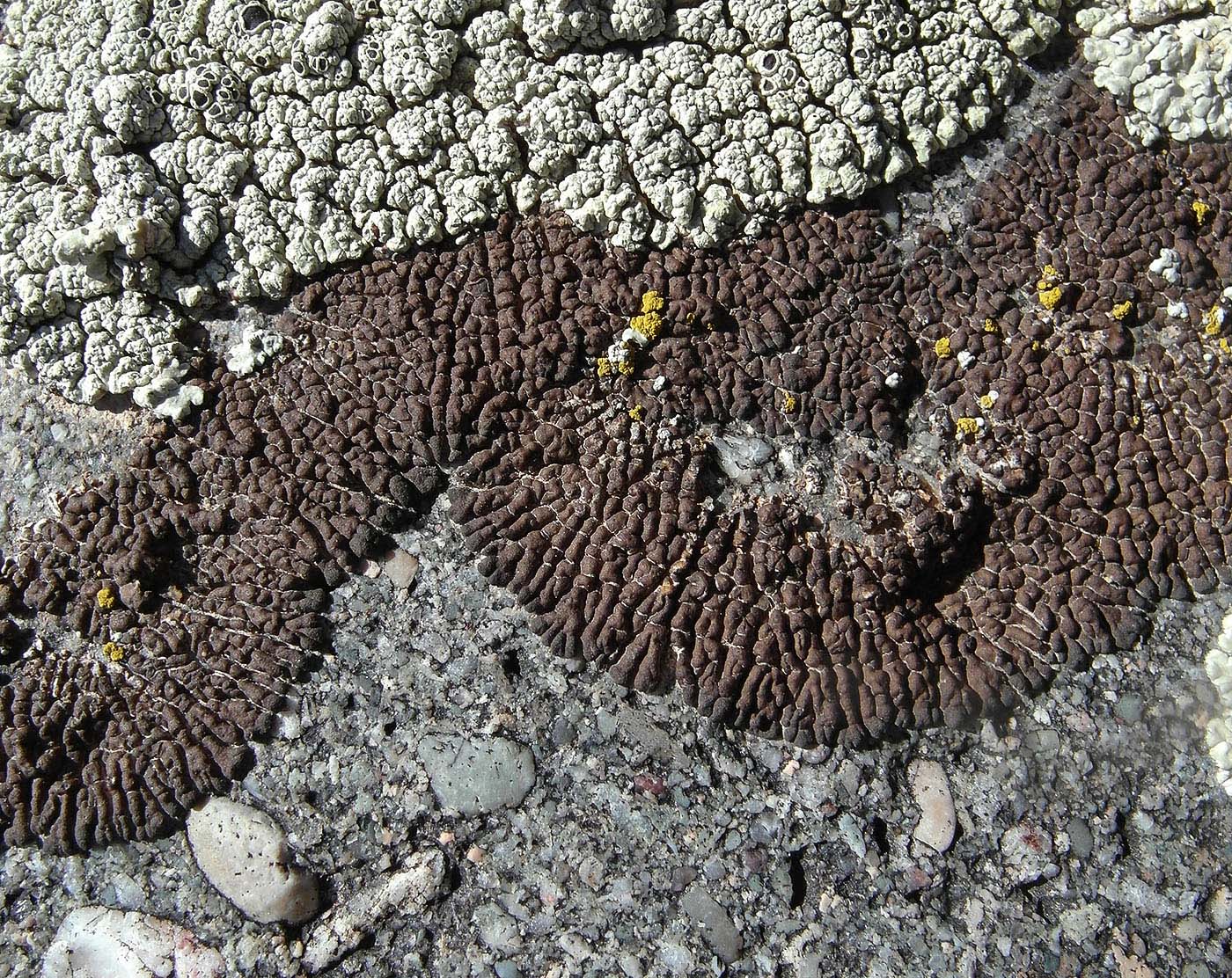 Image of Acarospora bohlinii specimen.