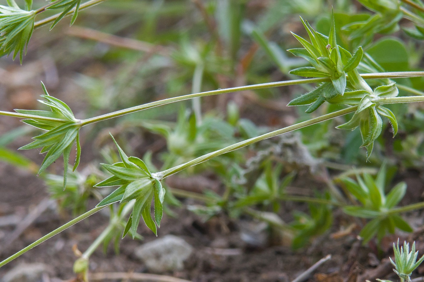 Sherardia arvensis - Изображение особи - Плантариум