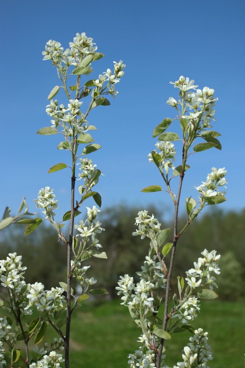 Image of Amelanchier spicata specimen.