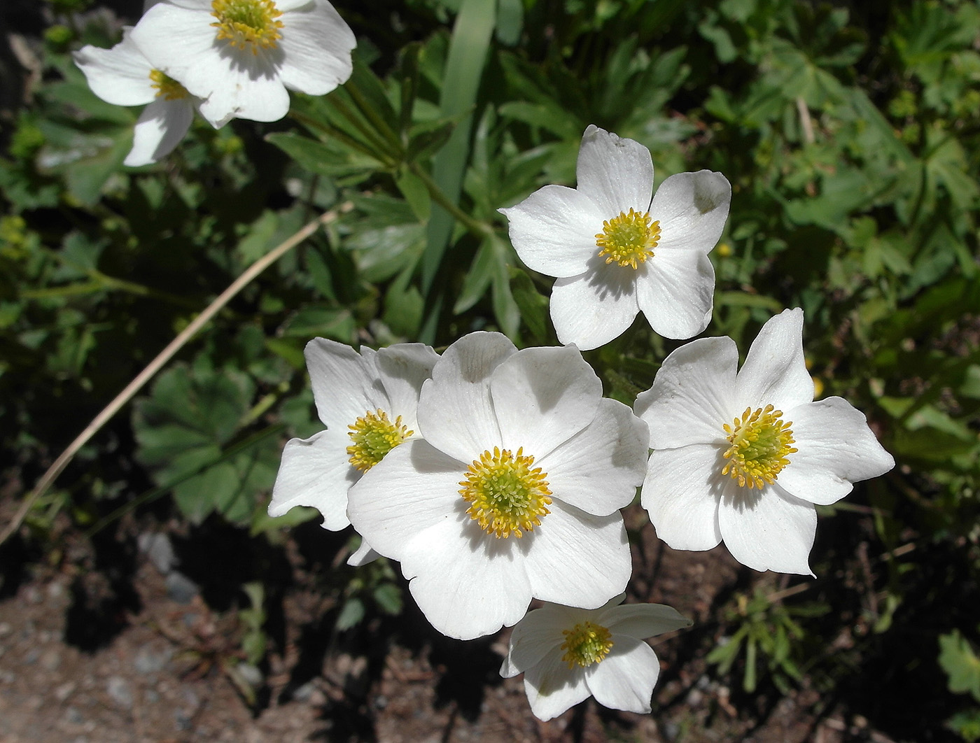 Изображение особи Anemonastrum protractum.