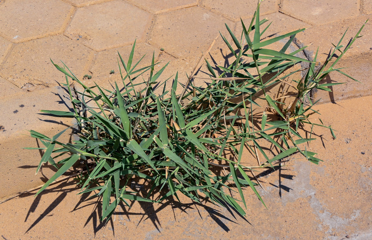 Image of Phragmites australis specimen.