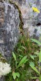 Hieracium porrigens. Цветущее растение с кормящейся мухой. Мурманская обл., окр. г. Заозёрск, высота 314.9, южный склон с обнажениями гранитов, разнотравно-вороничное берёзовое криволесье. 01.08.2022.