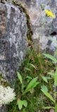 Смотреть изображение Hieracium porrigens