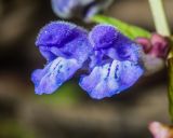 Scutellaria galericulata. Цветки. Санкт-Петербург, Приморский р-н, заказник «Северное побережье Невской губы», прибрежный пляж. 07.07.2024.