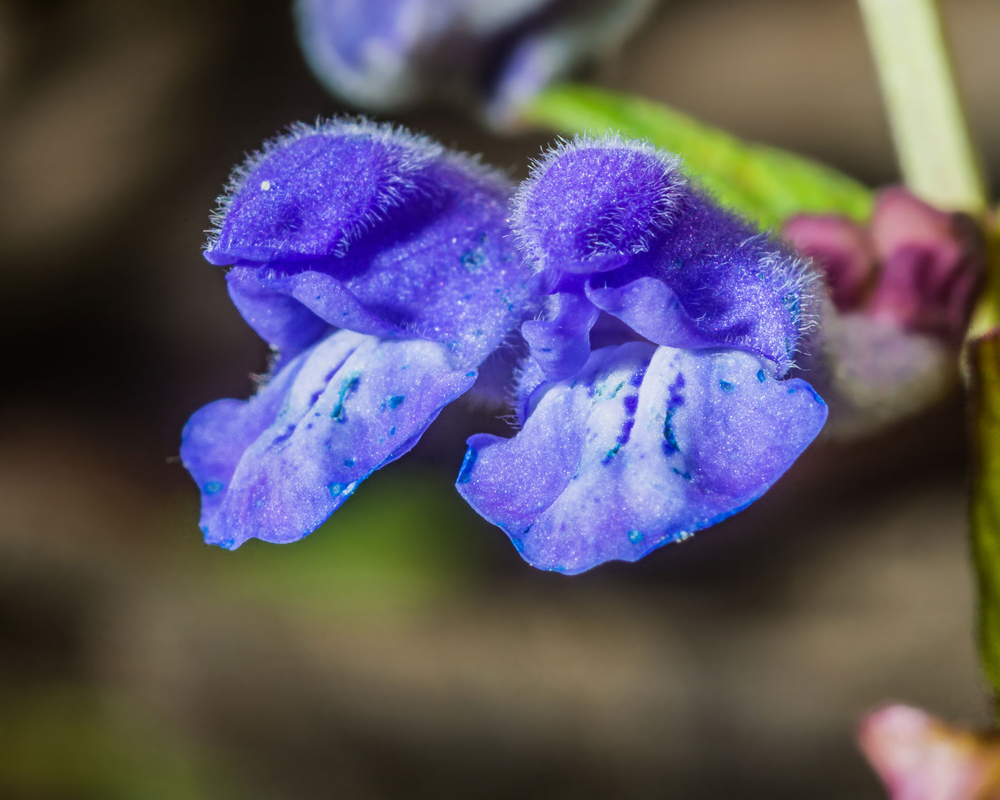 Изображение особи Scutellaria galericulata.