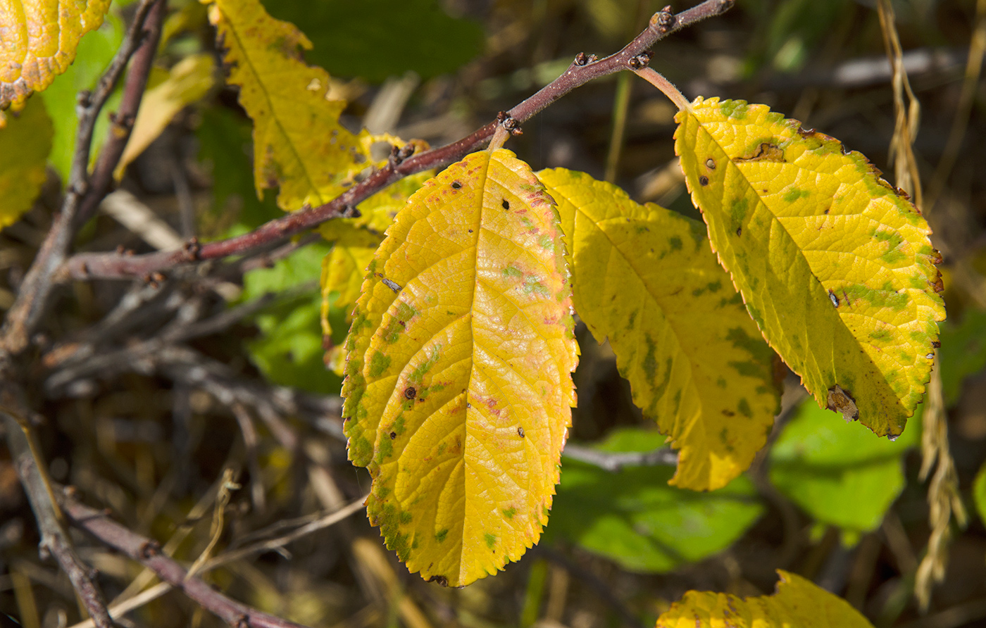 Изображение особи род Ulmus.