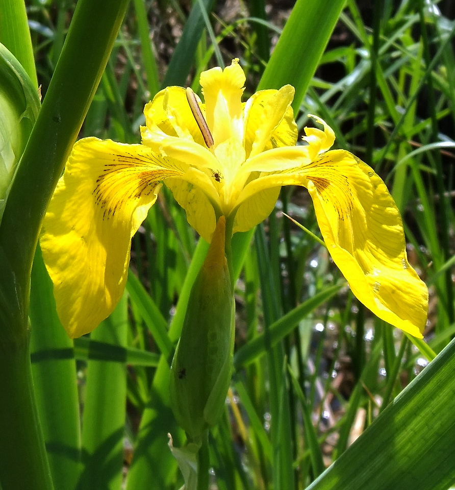 Image of Iris pseudacorus specimen.