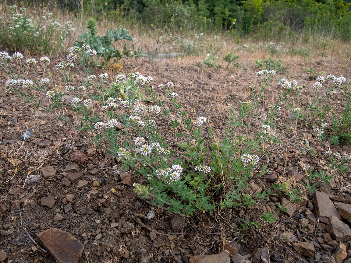 Изображение особи Dorycnium herbaceum.