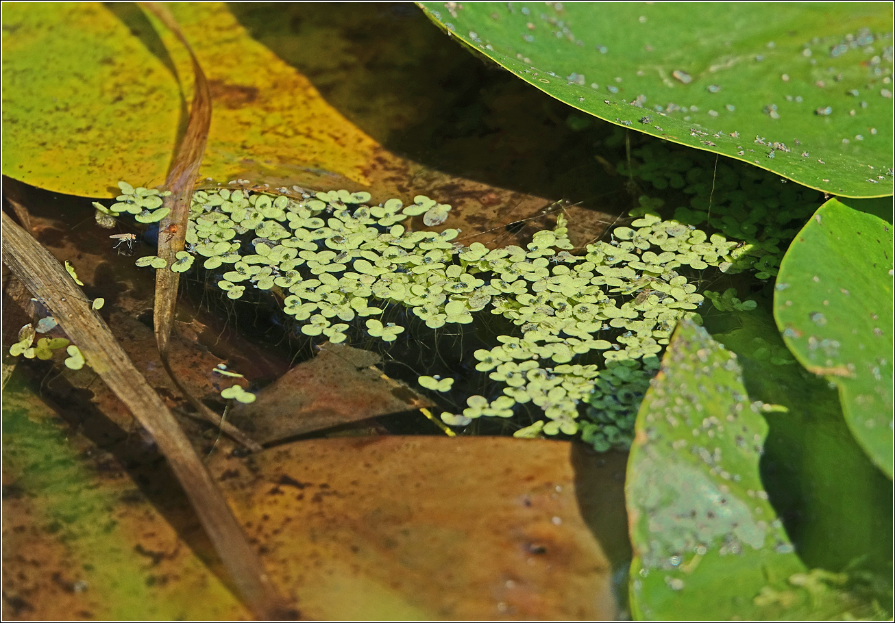 Image of Lemna gibba specimen.