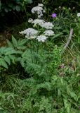 Selinum carvifolia. Цветущее растение. Московская обл., Сергиево-Посадский р-н, долина р. Пажа, опушка смешанного леса. 20.07.2024.