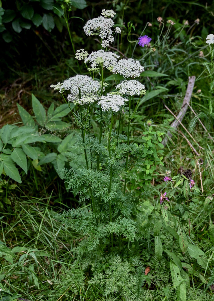 Изображение особи Selinum carvifolia.