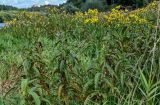 Senecio sarracenicus. Верхушки цветущих и отцветающих растений. Московская обл., Одинцовский гор. округ, окр. г. Звенигород, берег р. Москва, подножие лугового склона. 18.08.2024.