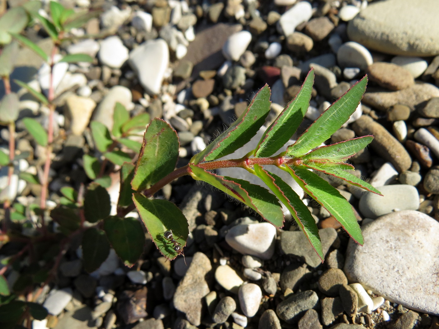 Изображение особи Euphorbia nutans.