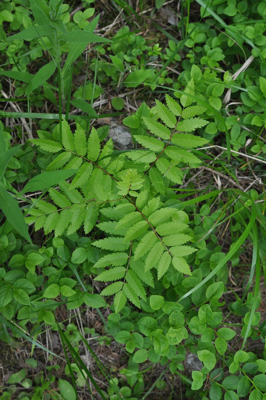 Image of Sorbus aucuparia specimen.