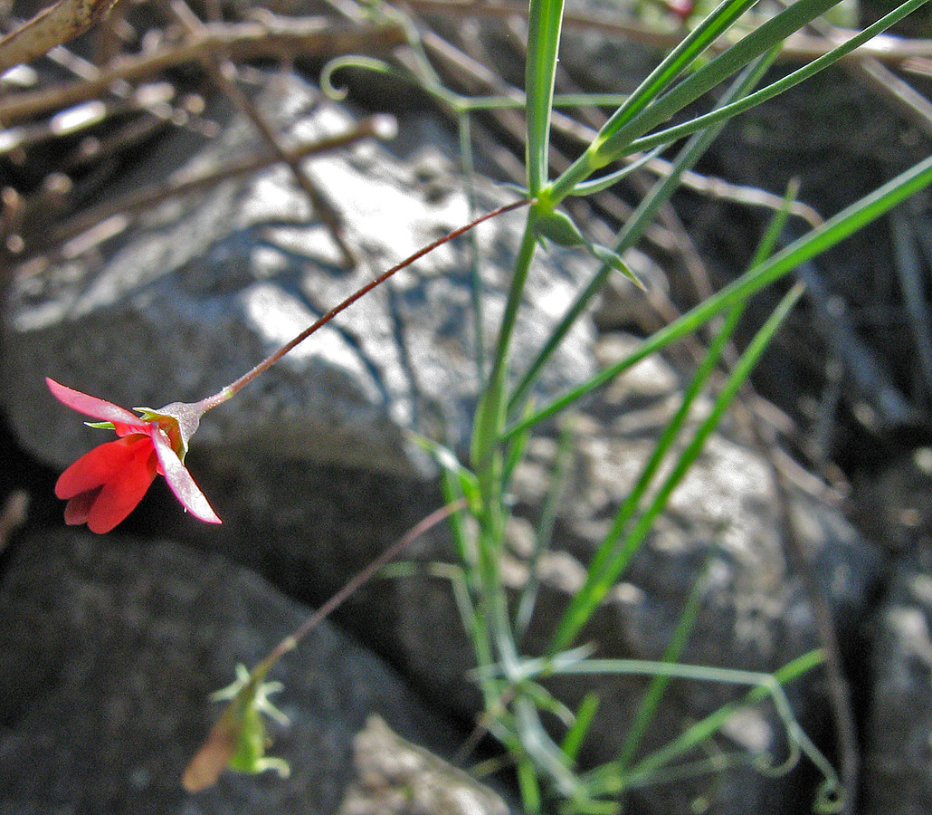 Image of Lathyrus setifolius specimen.