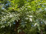 genus Fraxinus. Верхушка ветви. Крым, Южный Берег, городской округ Ялта, Массандровский парк. 29.05.2024.