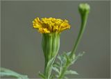 Tagetes erecta. Развивающееся соцветие (махровая форма). Московская обл., Раменский р-н, окр. дер. Хрипань, садовый участок. 05.08.2024.