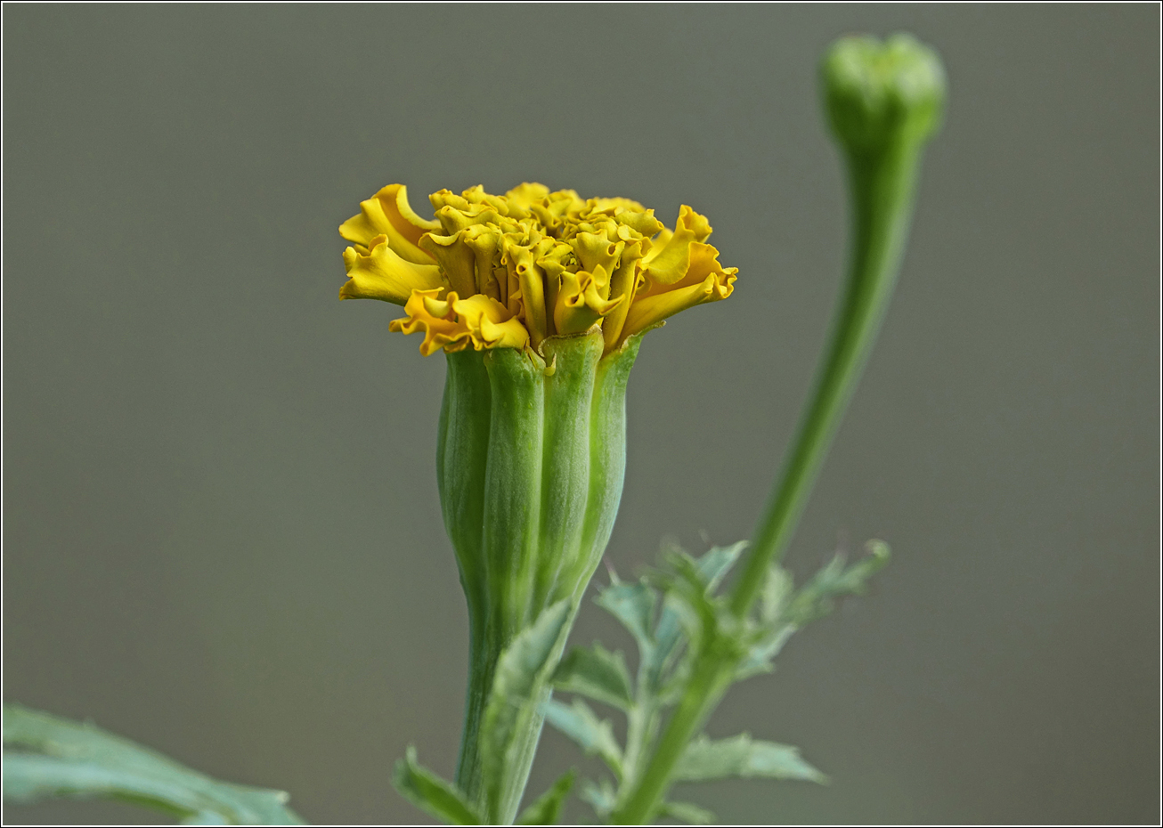 Изображение особи Tagetes erecta.