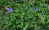 Geranium pratense