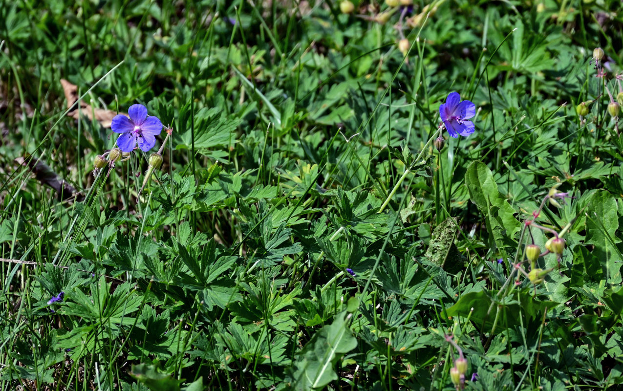 Image of Geranium pratense specimen.